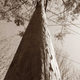 Illustration for article titled 30 Photos Taken Straight Up